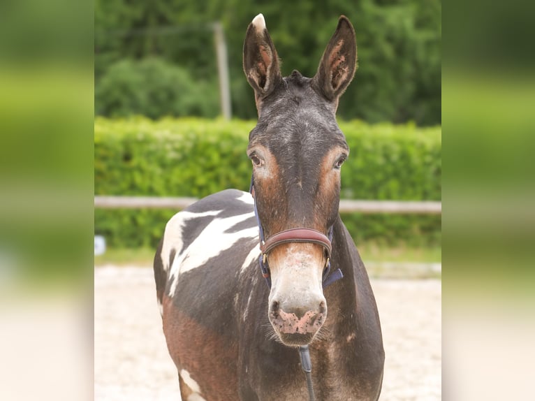 Mule Gelding 11 years 15,2 hh Leopard-Piebald in Neustadt (Wied)