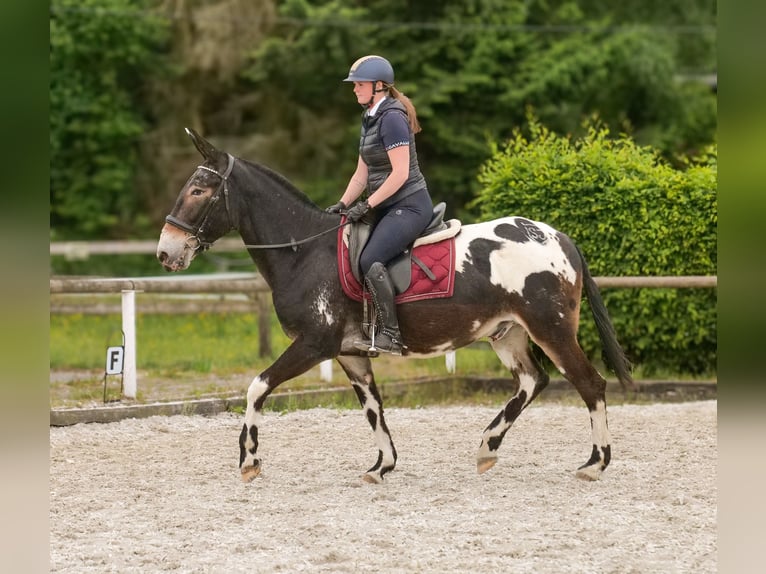 Mule Gelding 11 years 15,2 hh Leopard-Piebald in Neustadt (Wied)