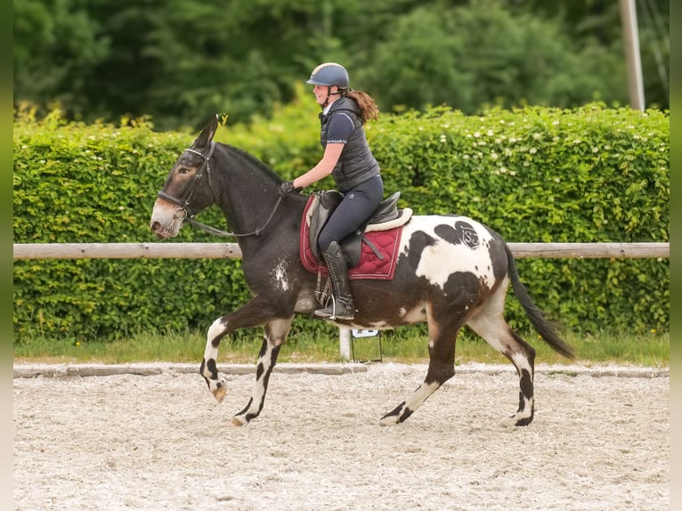 Mule Gelding 11 years 15,2 hh Leopard-Piebald in Neustadt (Wied)