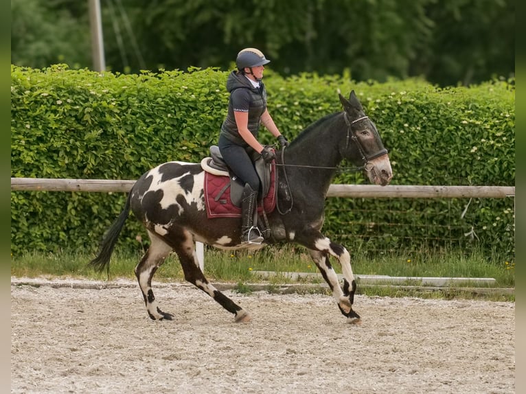Mule Gelding 11 years 15,2 hh Leopard-Piebald in Neustadt (Wied)
