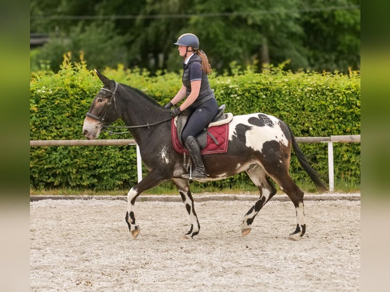 Mule Gelding 11 years 15,2 hh Leopard-Piebald in Neustadt (Wied)