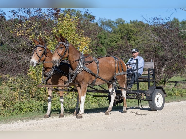 Mule Gelding 11 years 15,3 hh Pinto in Hastings