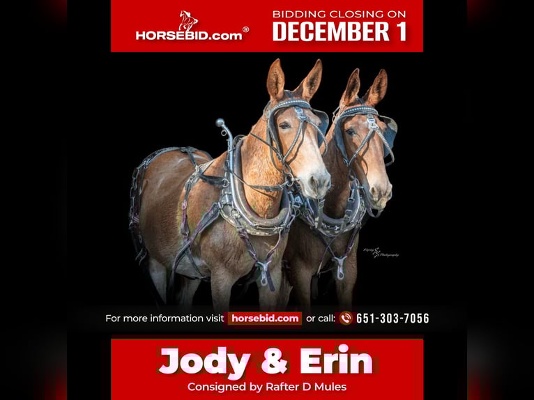 Mule Gelding 11 years 15,3 hh Pinto in Hastings