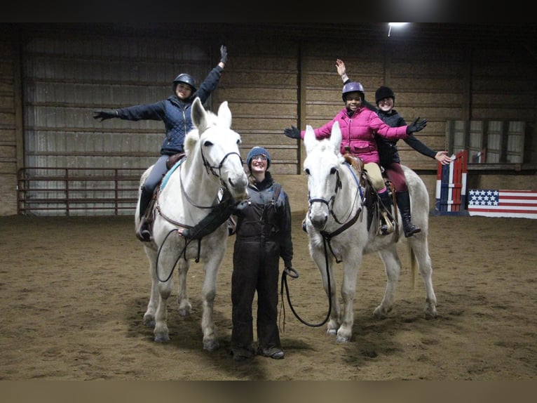 Mule Gelding 11 years 16,3 hh White in Highland MI