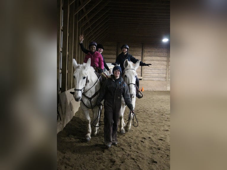 Mule Gelding 11 years 16,3 hh White in Highland MI