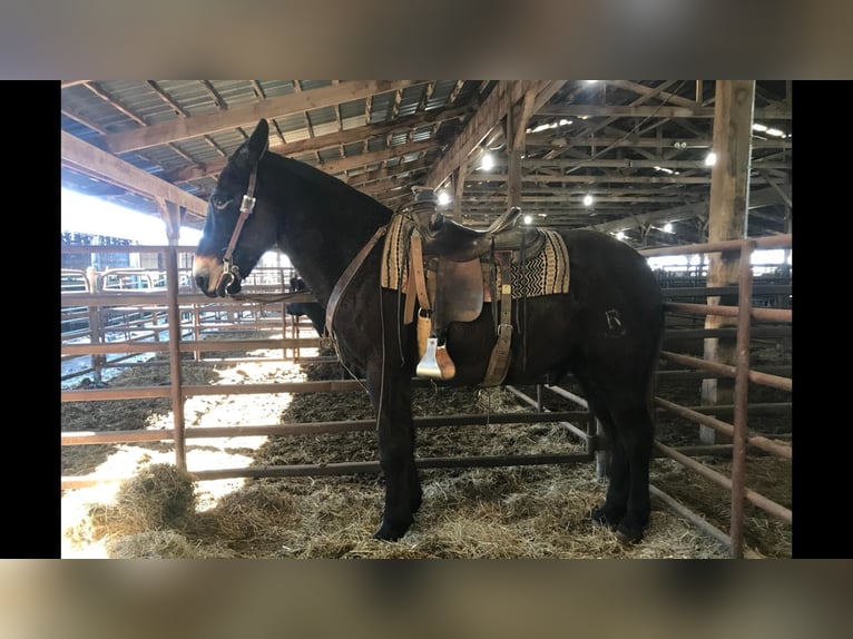 Mule Gelding 11 years 16 hh Black in Saint James MO