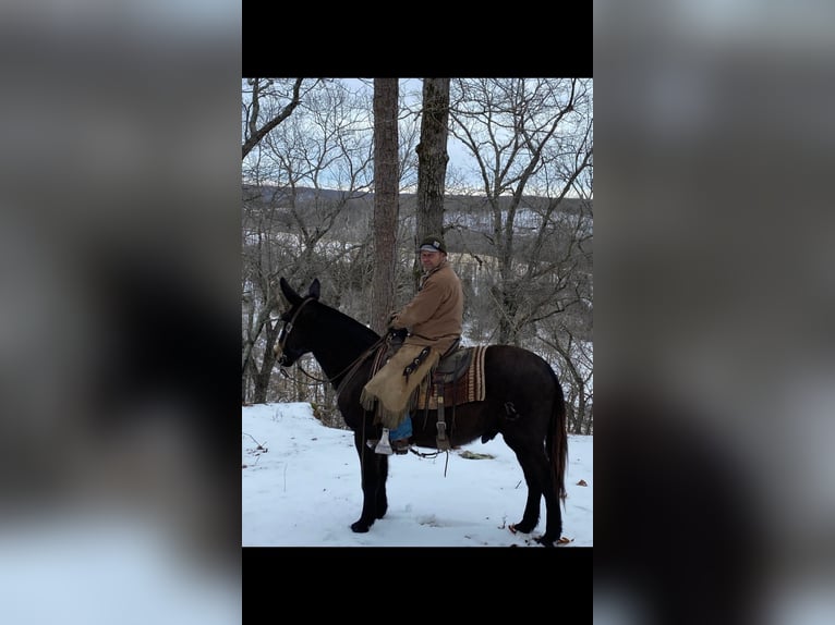 Mule Gelding 11 years 16 hh Black in Saint James MO