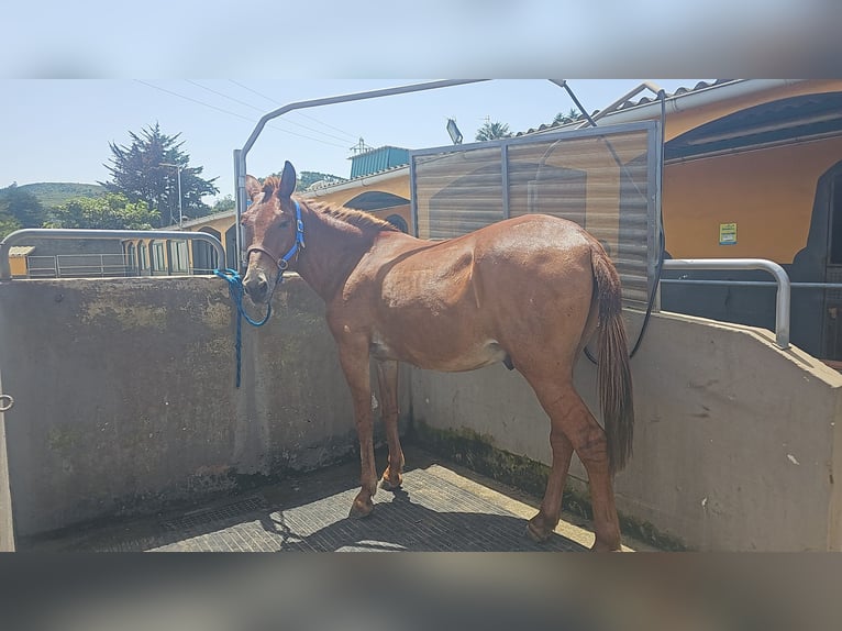 Mule Gelding 11 years 16 hh Chestnut-Red in EL Sauzal