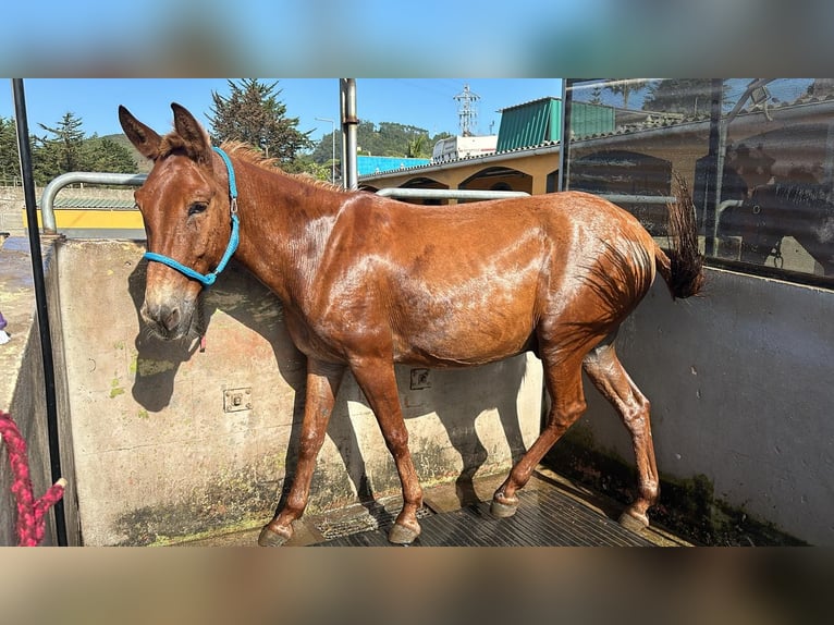 Mule Gelding 11 years 16 hh Chestnut-Red in EL Sauzal