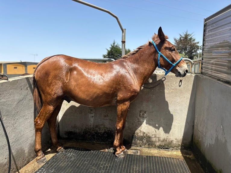 Mule Gelding 11 years 16 hh Chestnut-Red in EL Sauzal