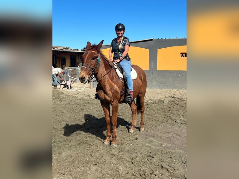 Mule Gelding 11 years 16 hh Chestnut-Red in EL Sauzal