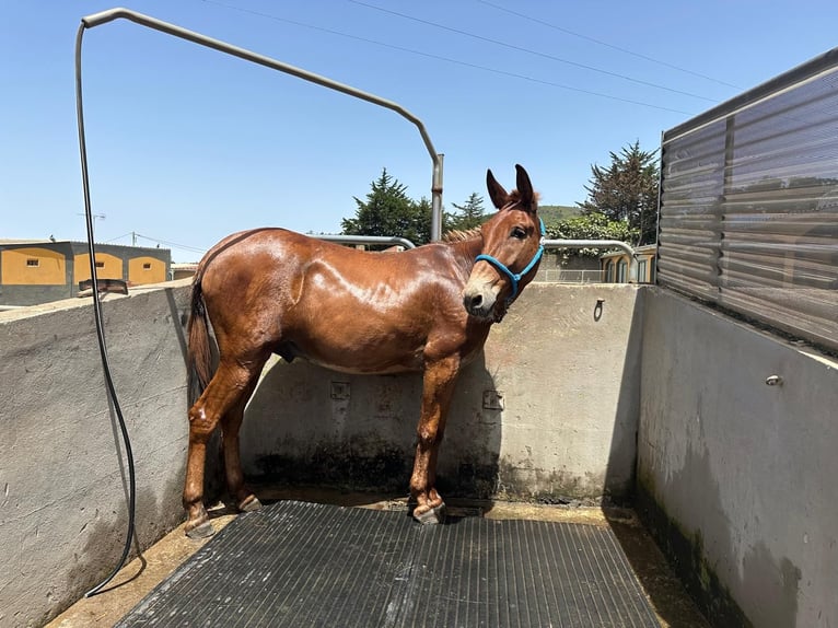 Mule Gelding 11 years 16 hh Chestnut-Red in EL Sauzal