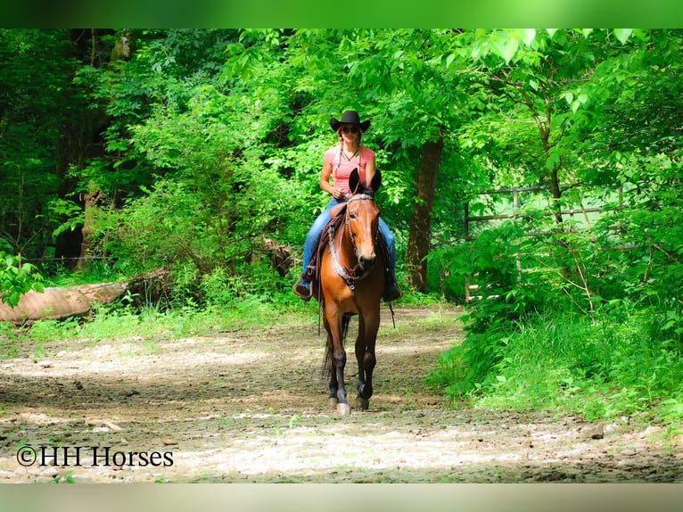 Mule Gelding 11 years 16,1 hh Bay in Flemingsburg KY