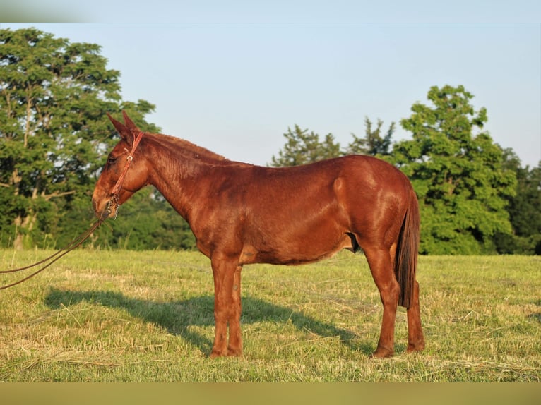 Mule Gelding 11 years Chestnut in Whitley City KY