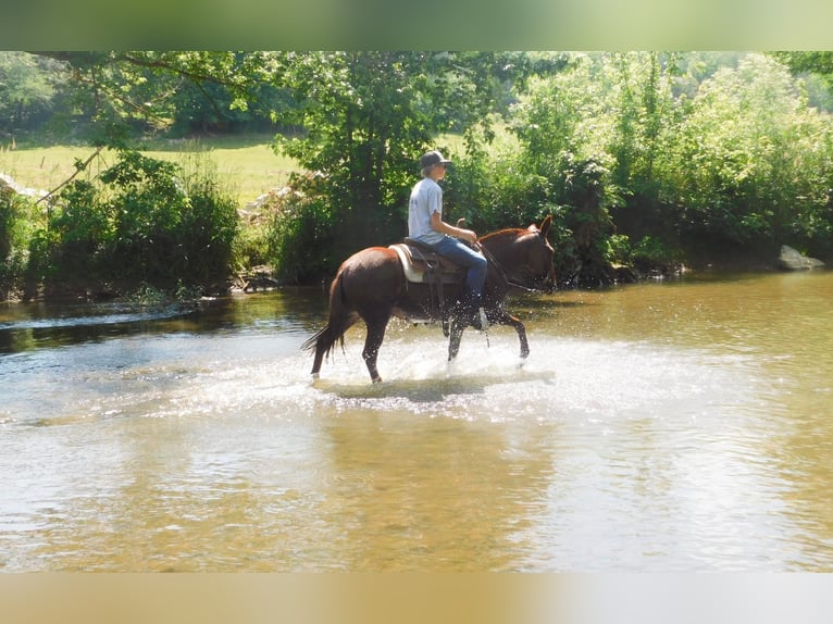 Mule Gelding 11 years Chestnut in Whitley City KY