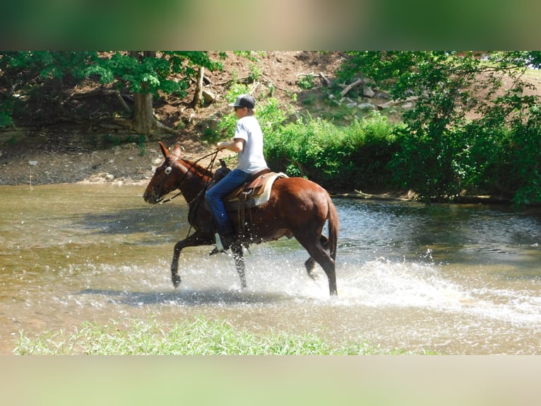 Mule Gelding 11 years Chestnut in Whitley City KY