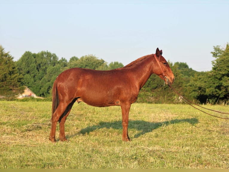 Mule Gelding 11 years Chestnut in Whitley City KY