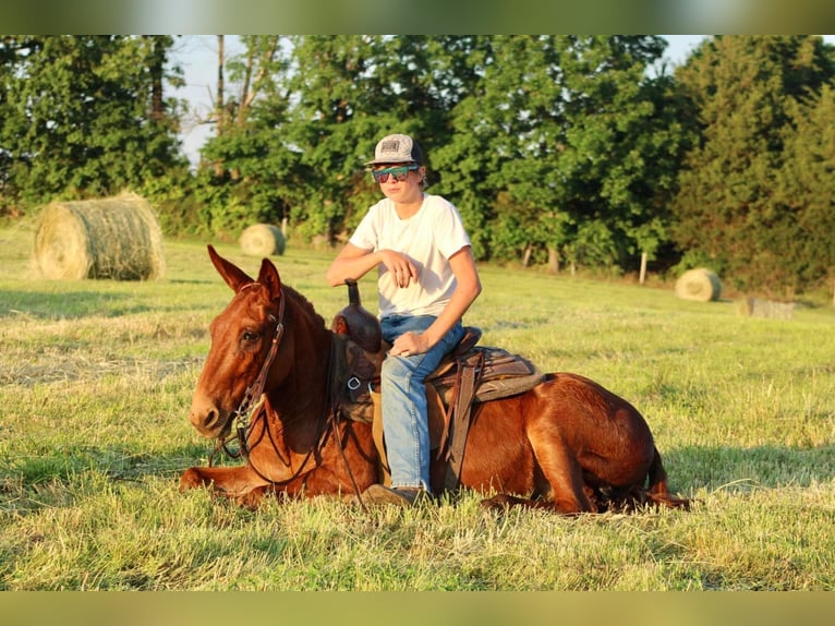 Mule Gelding 11 years Chestnut in Whitley City KY