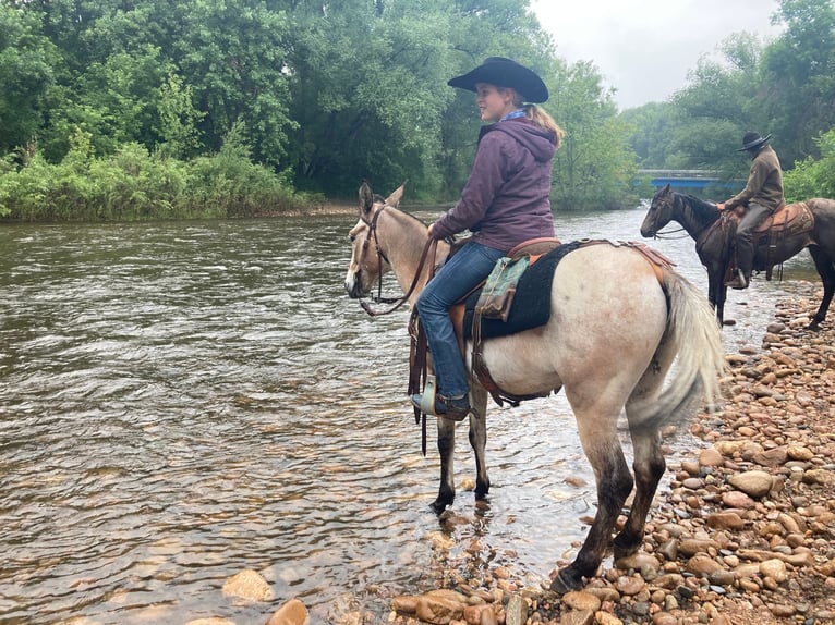 Mule Gelding 12 years 12,2 hh Roan-Bay in Nunn, CO