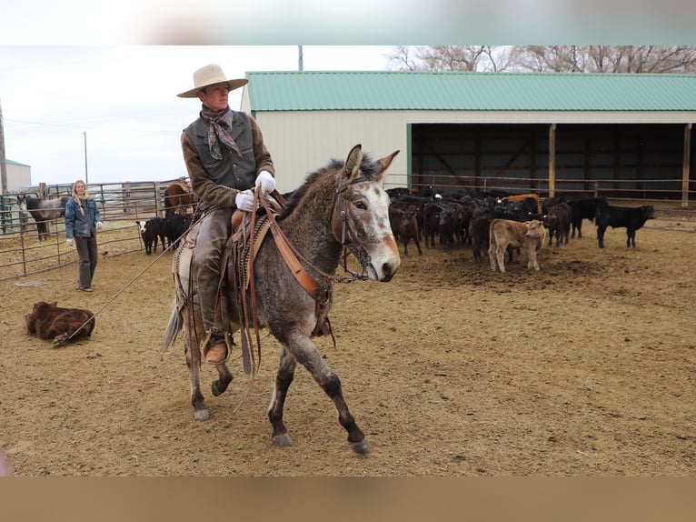 Mule Gelding 12 years 12,2 hh Roan-Bay in Nunn, CO