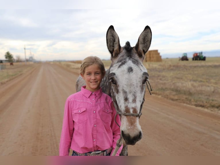 Mule Gelding 12 years 12,2 hh Roan-Bay in Nunn, CO