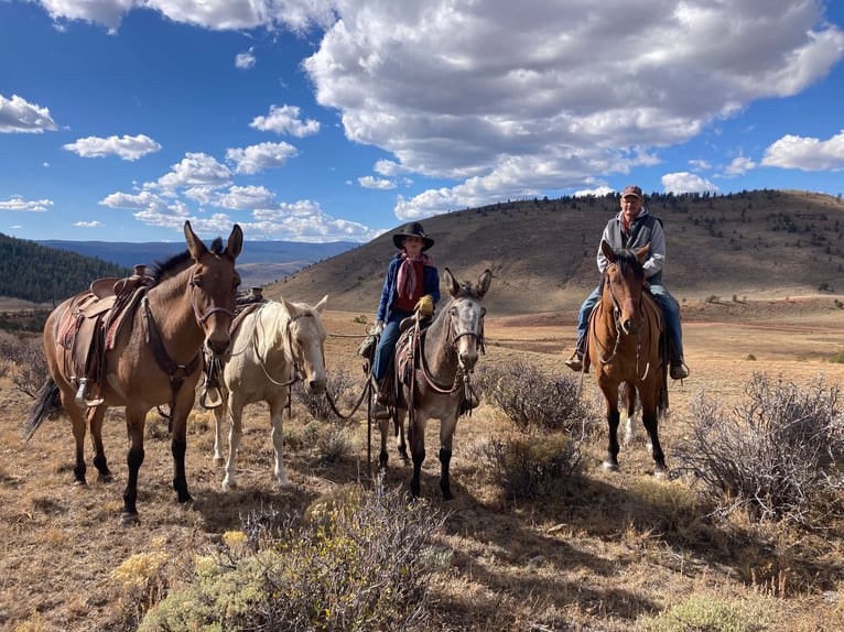 Mule Gelding 12 years 12,2 hh Roan-Bay in Nunn, CO