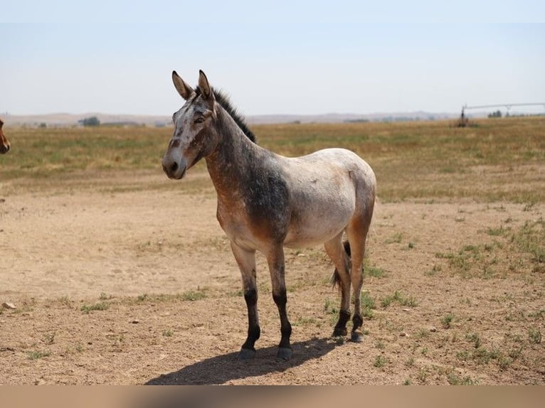 Mule Gelding 12 years 12,2 hh Roan-Bay in Nunn, CO