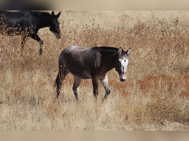 Mule Gelding 12 years 12,2 hh Roan-Bay in Nunn, CO