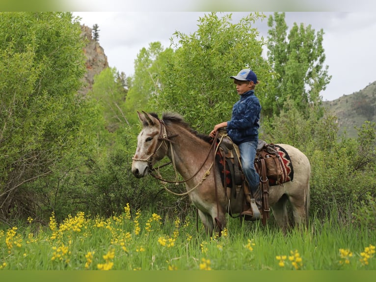 Mule Gelding 12 years 12,2 hh Roan-Bay in Nunn, CO