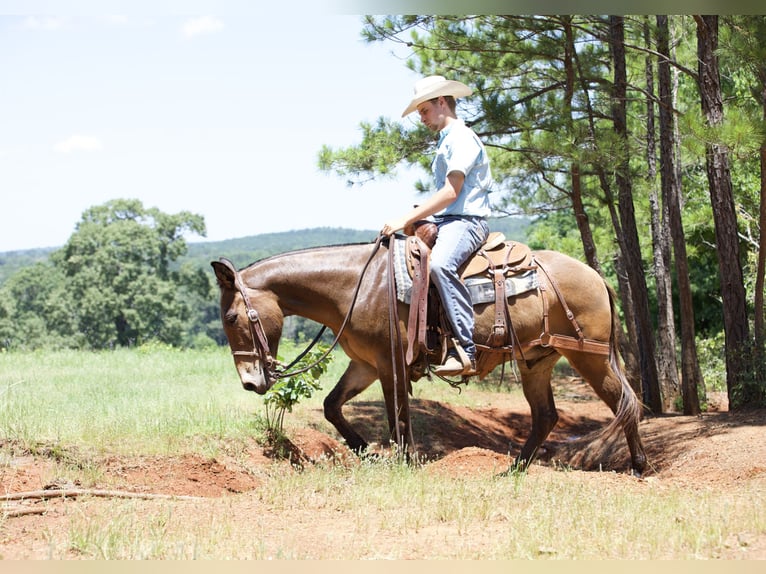 Mule Gelding 12 years 13,3 hh Bay in Lufkin