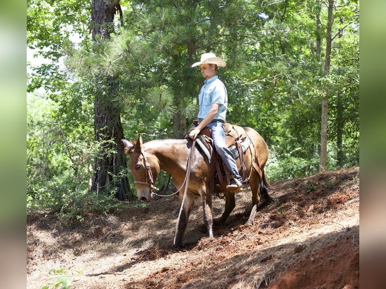 Mule Gelding 12 years 13,3 hh Bay in Lufkin