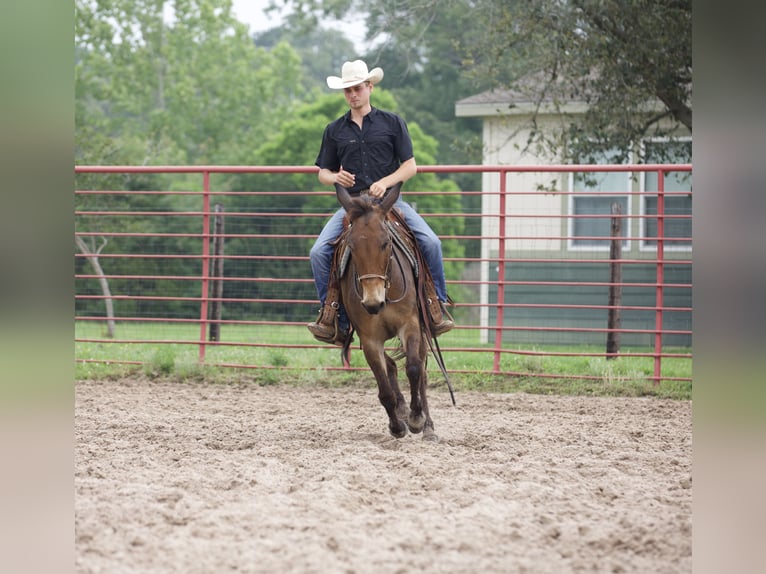 Mule Gelding 12 years 13,3 hh Bay in Lufkin