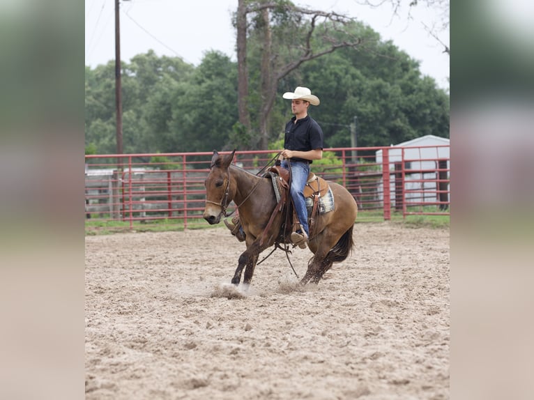 Mule Gelding 12 years 13,3 hh Bay in Lufkin