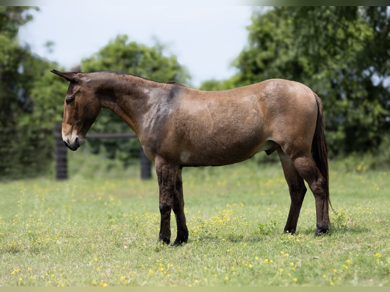 Mule Gelding 12 years 13,3 hh Bay in Lufkin