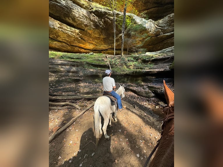 Mule Gelding 12 years 14,1 hh Gray in Everett PA