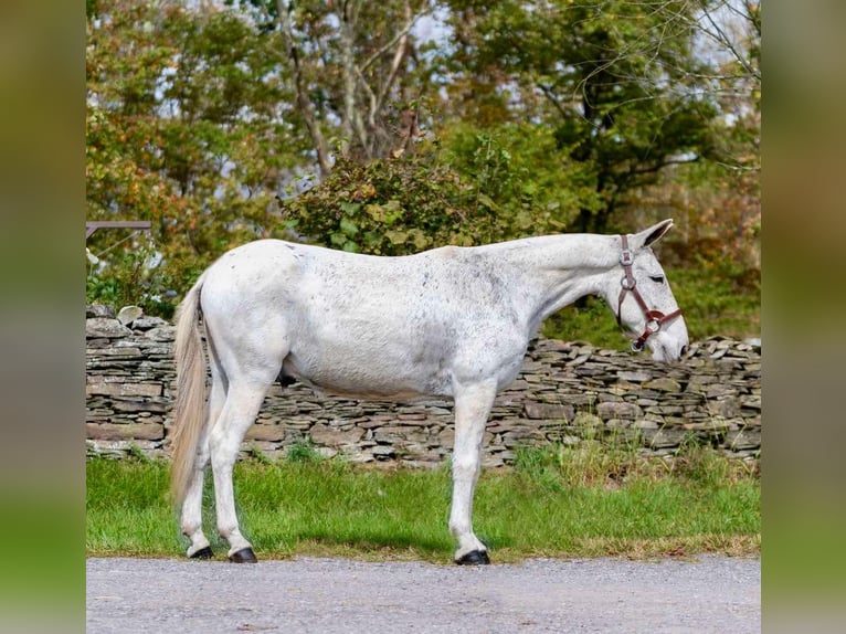 Mule Gelding 12 years 14,1 hh Gray in Everett PA