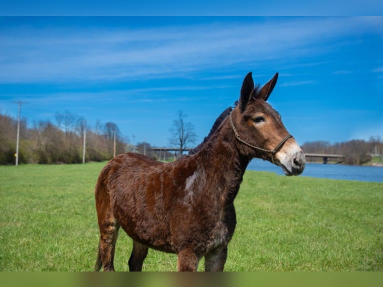 Mule Gelding 12 years 14,2 hh Bay in Middletown OH