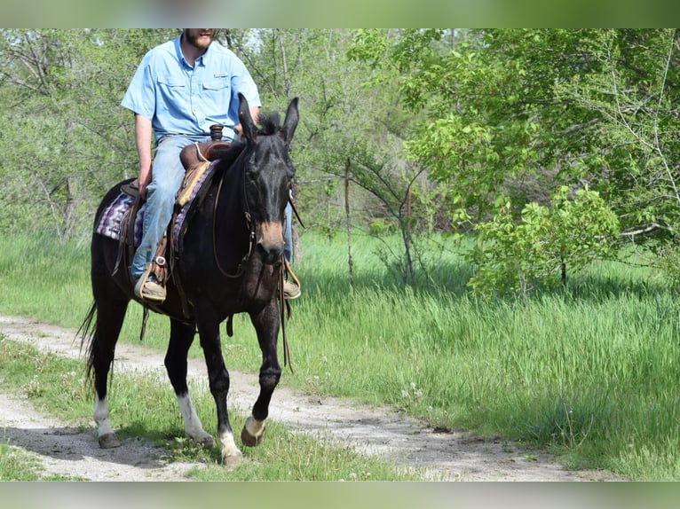 Mule Gelding 12 years 15,1 hh Black in Van Horne IA