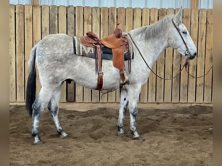 Mule Gelding 12 years 15,1 hh Gray in Cannon Falls