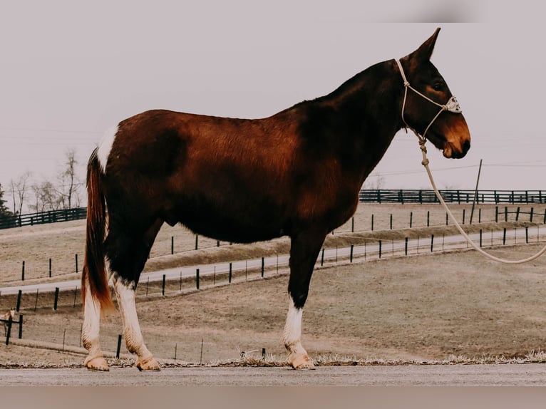 Mule Gelding 12 years 15,1 hh Tobiano-all-colors in Hillsboro KY
