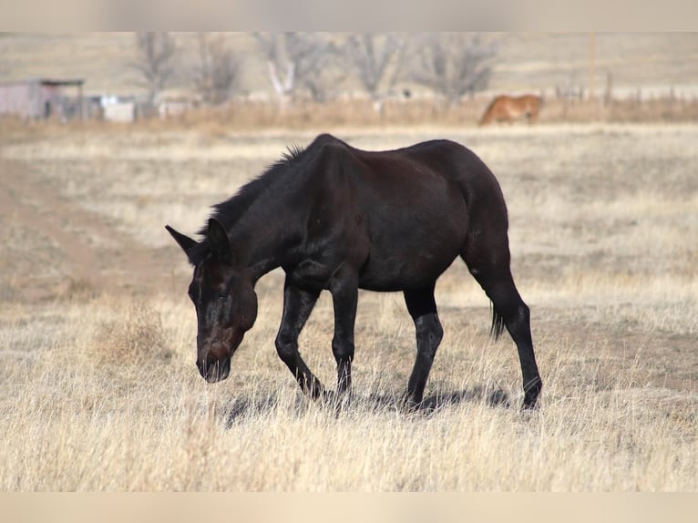 Mule Gelding 12 years 15,2 hh Black in Nunn