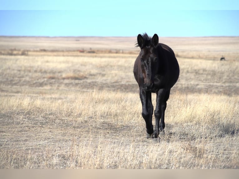 Mule Gelding 12 years 15,2 hh Black in Nunn