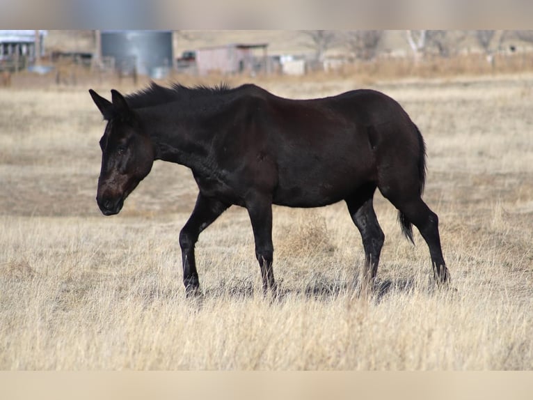 Mule Gelding 12 years 15,2 hh Black in Nunn