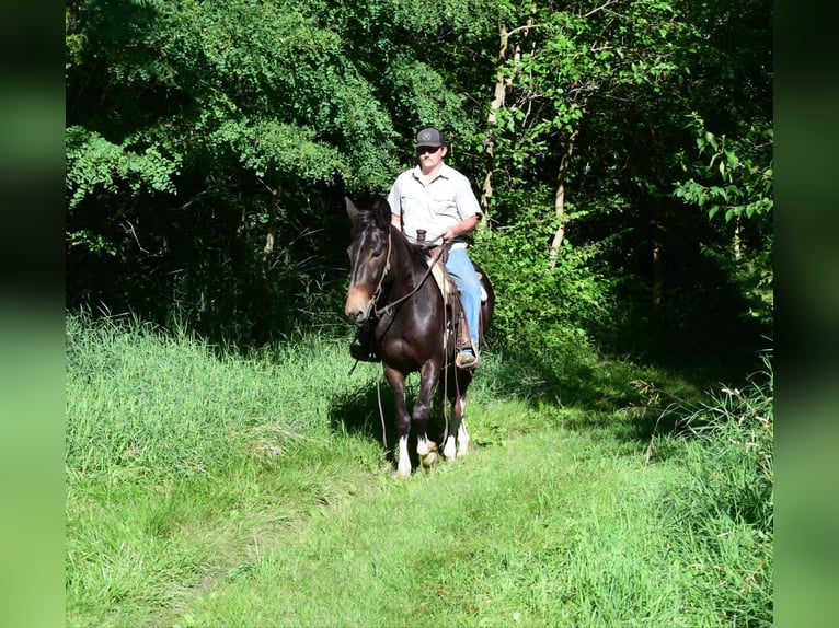 Mule Gelding 12 years 15,2 hh Black in Van Horne IA