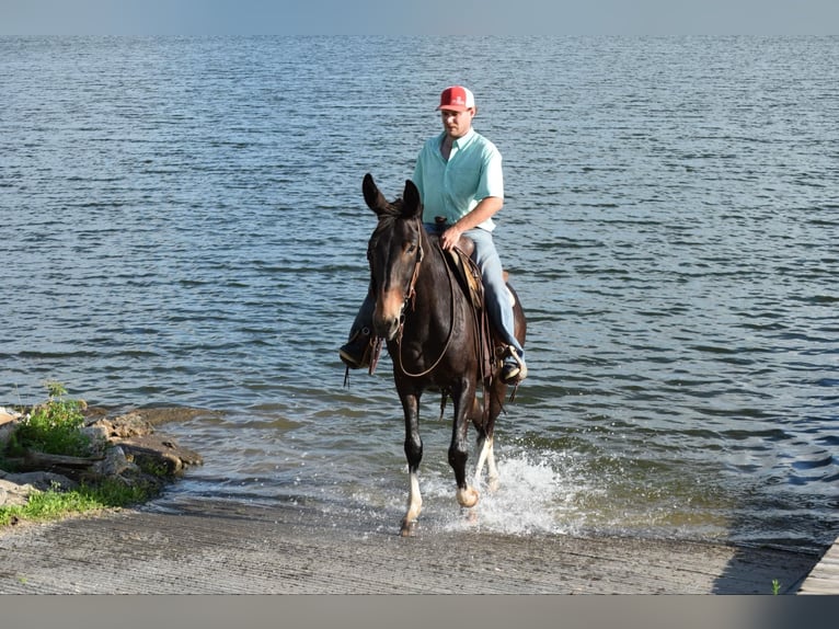 Mule Gelding 12 years 15,2 hh Black in Van Horne IA