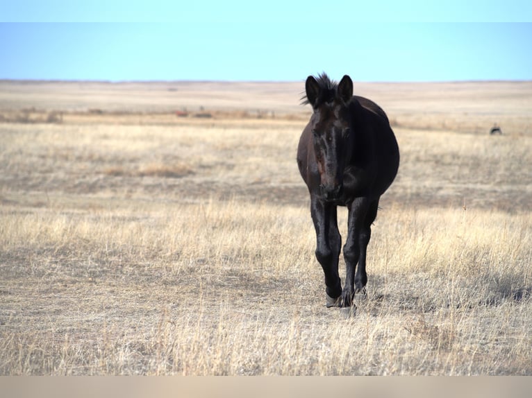 Mule Gelding 12 years 15 hh Black in Nunn