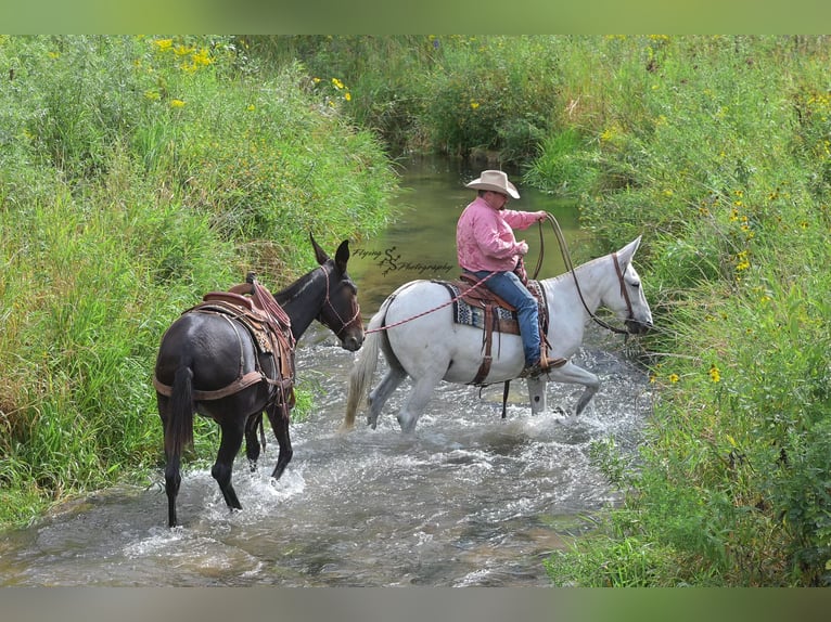 Mule Gelding 12 years 15 hh Grey in Hastings