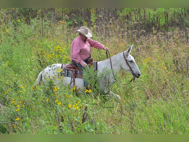 Mule Gelding 12 years 15 hh Grey in Hastings