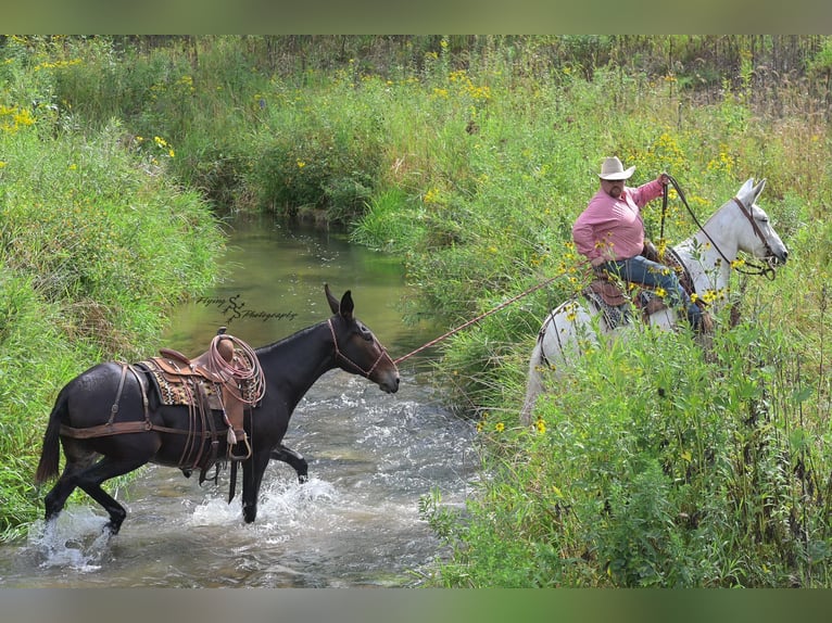 Mule Gelding 12 years 15 hh Grey in Hastings