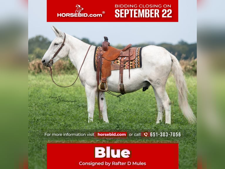 Mule Gelding 12 years 15 hh Grey in Hastings